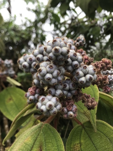 Miconia crinita