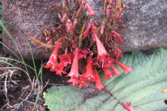 Streptocarpus dunnii