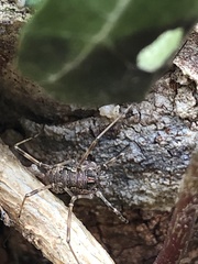 Dasylobus graniferus
