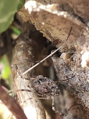Dasylobus graniferus