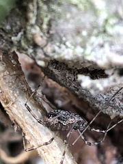 Dasylobus graniferus