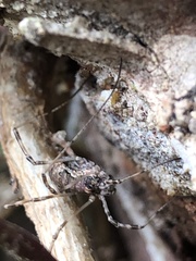 Dasylobus graniferus
