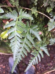 Davallia repens