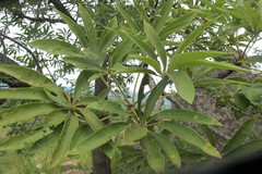 Sterculia murex