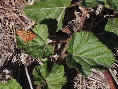 Pyrausta subsequalis