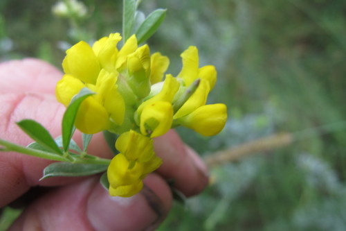 Image of Pearsonia sessilifolia by (c) James Deacon, some rights reserved (CC BY-SA)
