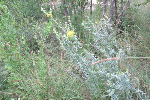 Image of Pearsonia sessilifolia by (c) James Deacon, some rights reserved (CC BY-SA)