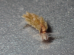 Image of Costasiella formicaria