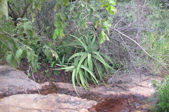 Aloe spicata