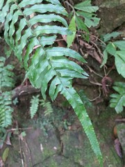 Microlepia hookeriana