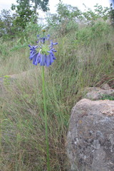 Agapanthus inapertus