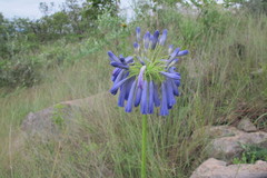Agapanthus inapertus