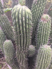 Cephalocereus scoparius