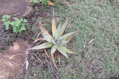 Aloe petricola
