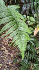 Diplazium mettenianum