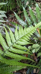 Diplazium mettenianum