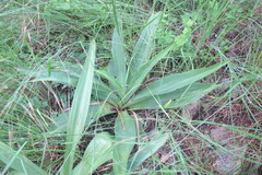 Ledebouria zebrina