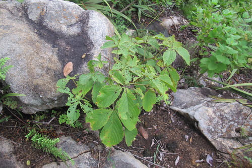 Cyphostemma woodii