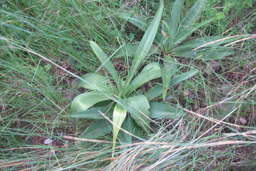 Image of Ledebouria zebrina by (c) James Deacon, some rights reserved (CC BY-SA)