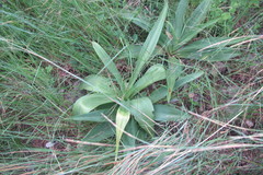Ledebouria zebrina