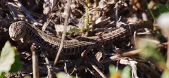 Elgaria coerulea coerulea