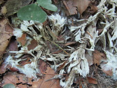 Thelephora penicillata