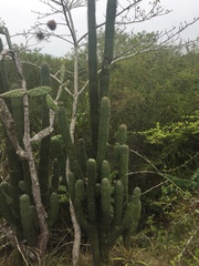 Cephalocereus scoparius