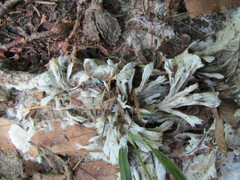 Thelephora penicillata