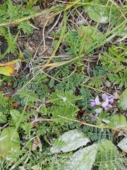 Oxytropis lapponica