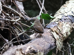 Pnoepyga pusilla