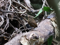 Pnoepyga pusilla