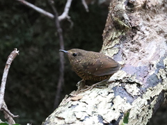 Pnoepyga pusilla