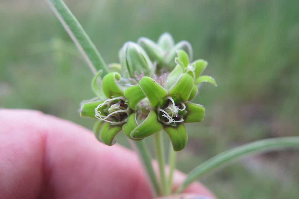 Raphionacme galpinii, Ehlanzeni, South Africa