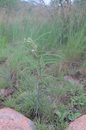 Raphionacme galpinii