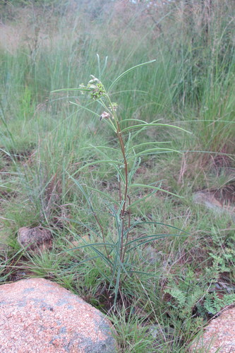 Raphionacme galpinii