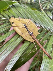 Marmessoidea vinosa