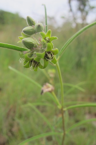 Raphionacme galpinii