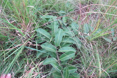 Raphionacme procumbens