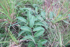 Raphionacme procumbens