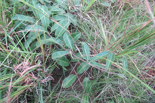 Image of Raphionacme procumbens by (c) James Deacon, some rights reserved (CC BY-SA)