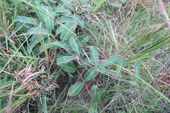 Raphionacme procumbens