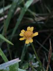 Acmella oppositifolia