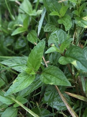 Acmella oppositifolia