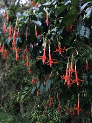 Fuchsia venusta