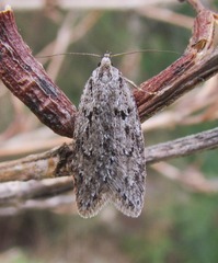 Semioscopis megamicrella