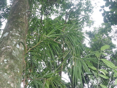 Pandanaceae