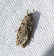 Semioscopis megamicrella