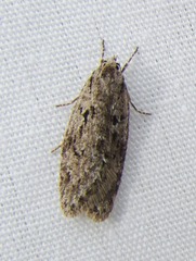 Semioscopis megamicrella