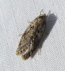 Semioscopis megamicrella