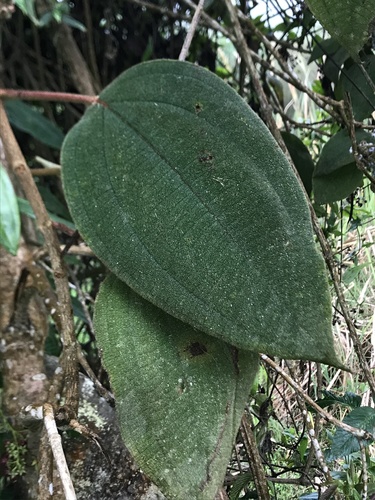 Miconia crinita, photograph 1